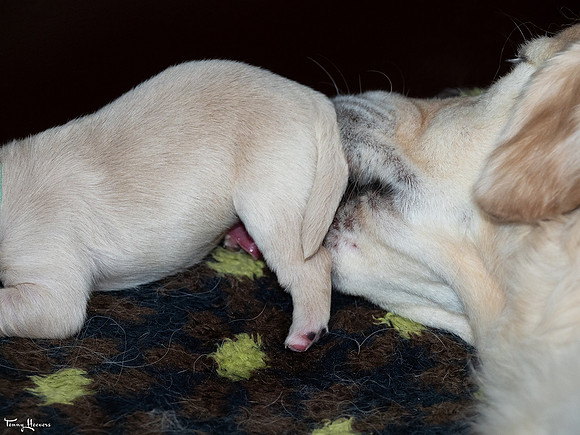 geboorte_pups_joplynn_TH_08298