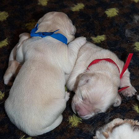 geboorte_pups_joplynn_TH_08302