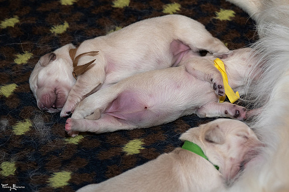 geboorte_pups_joplynn_TH_08303