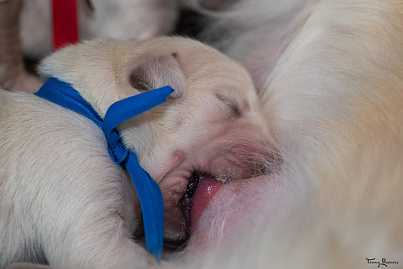 geboorte_pups_joplynn_TH_08304