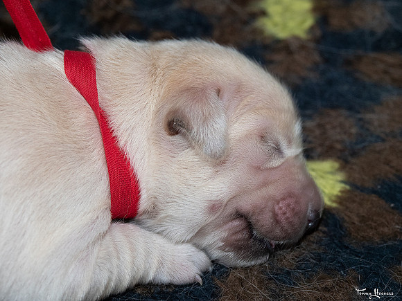 geboorte_pups_joplynn_TH_08300