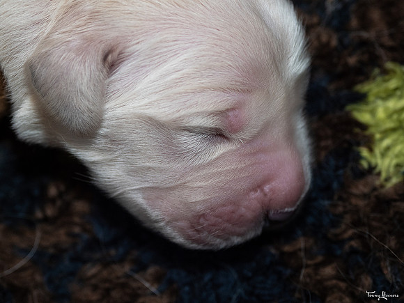 geboorte_pups_joplynn_TH_08306