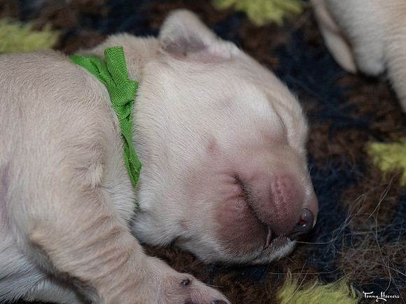 geboorte_pups_joplynn_TH_08301
