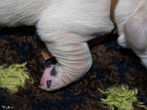 geboorte_pups_joplynn_TH_08305