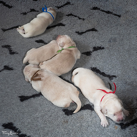 tot1week_pups_joplynn_TH_08314