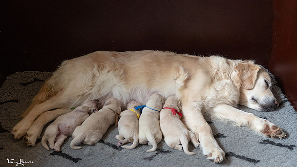 tot1week_pups_joplynn_TH_08315