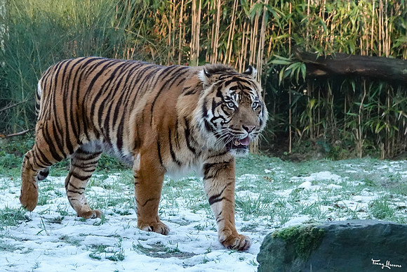 burgerszoo_TH_0037