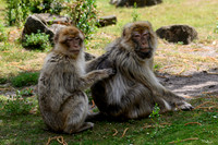 apenheul_TH_1109