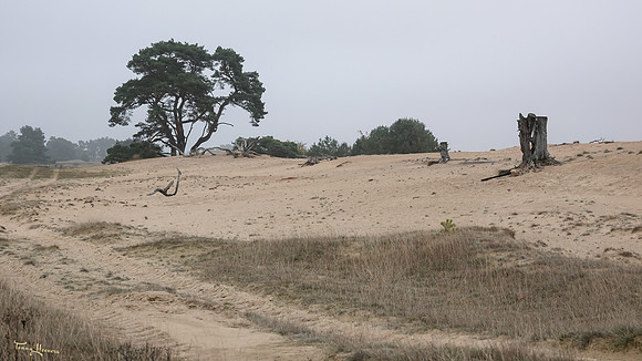 hogeveluwe_TH_1857