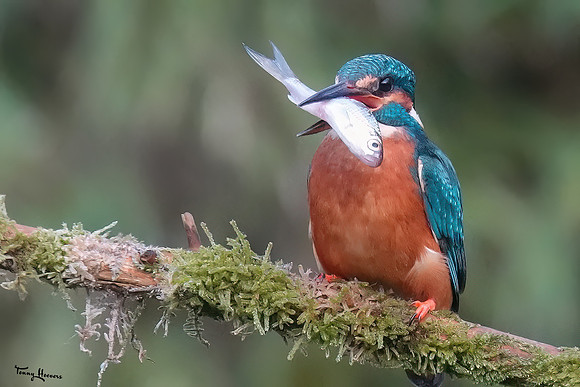 tuinhut_TH_0163