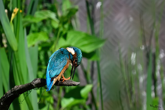 tuinhut1_TH_0675