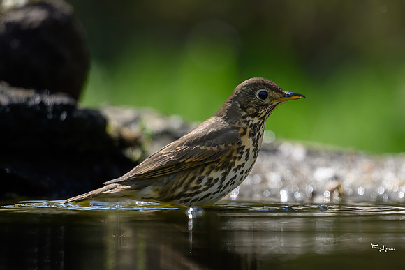 enterveenhut_TH_0569