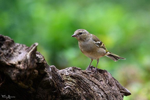 hogeveluwe_TH_08976
