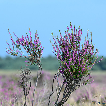 hogeveluwe_TH_08978