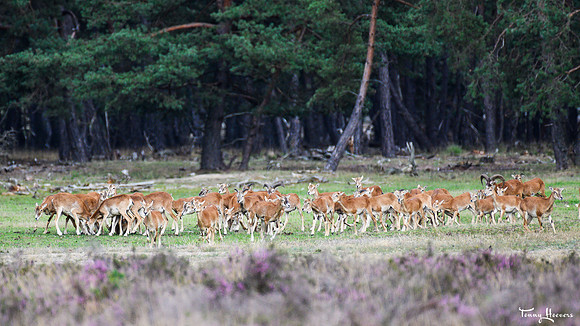 hogeveluwe_TH_08980