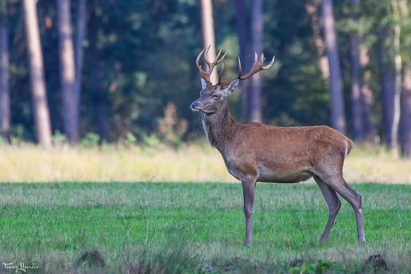hogeveluwe_TH_08984