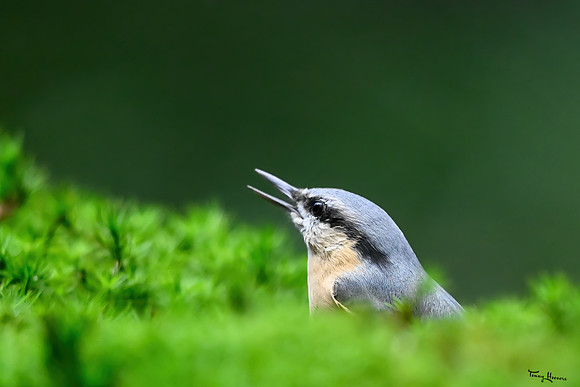 vogelhut_espelo_TH_1532