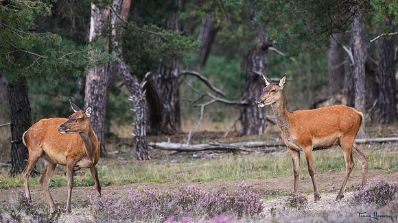 hogeveluwe_TH_09013