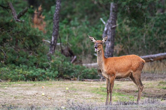 hogeveluwe_TH_09014