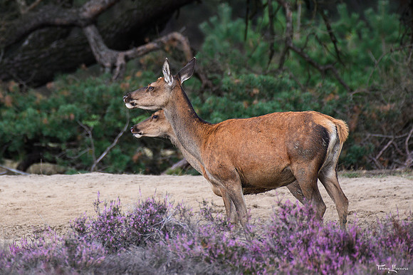 hogeveluwe_TH_09016