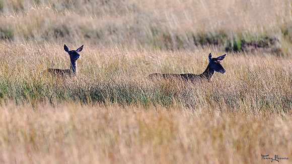 hogeveluwe_TH_09017
