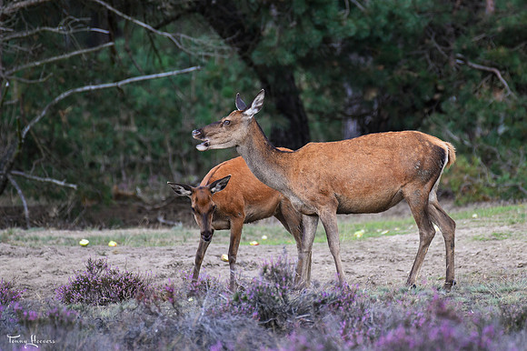 hogeveluwe_TH_09015