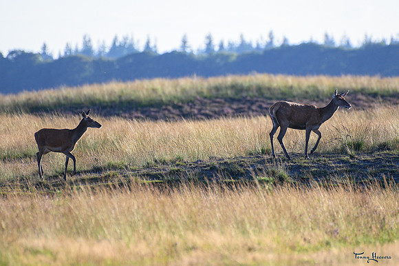 hogeveluwe_TH_09018