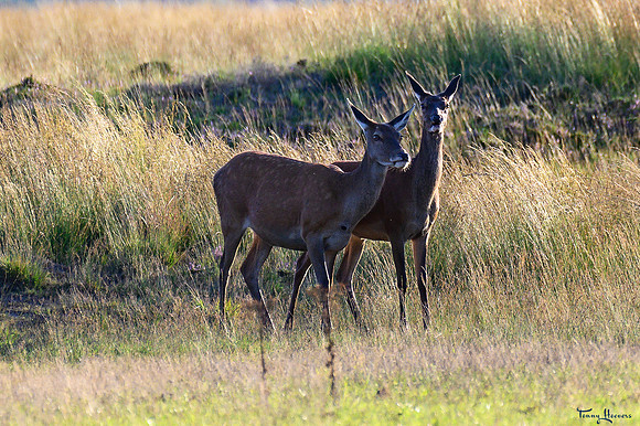 hogeveluwe_TH_09019