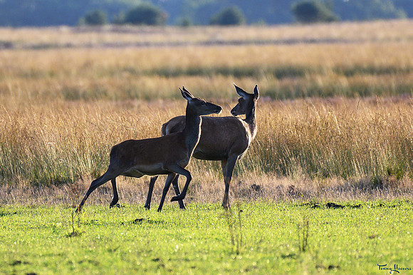 hogeveluwe_TH_09020