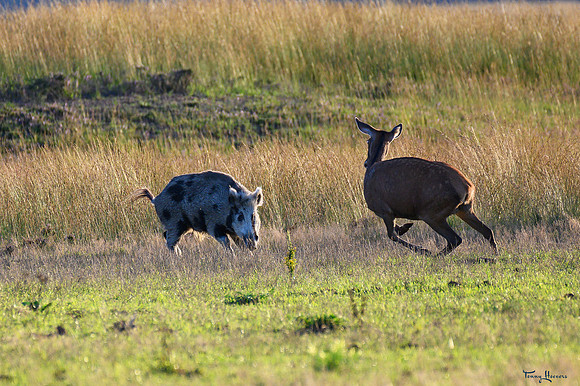 hogeveluwe_TH_09021