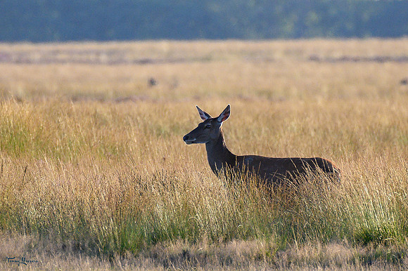 hogeveluwe_TH_09022