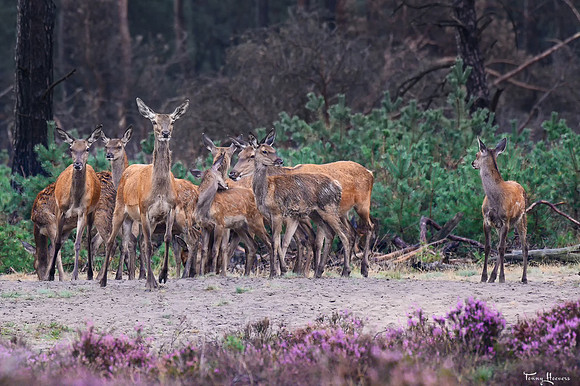 hogeveluwe_TH_09023