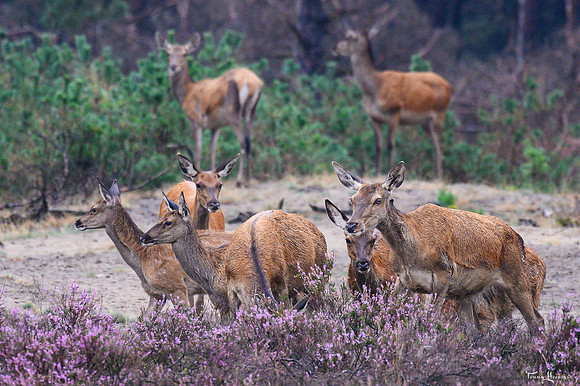 hogeveluwe_TH_09024