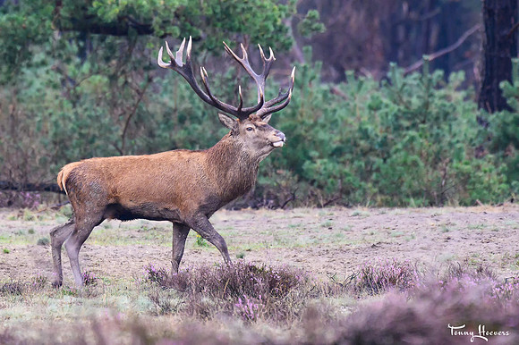 hogeveluwe_TH_09026