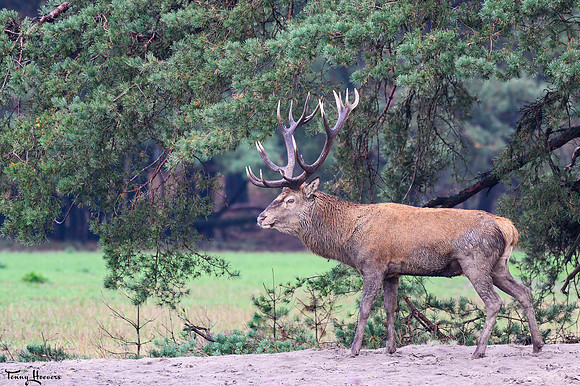 hogeveluwe_TH_09027