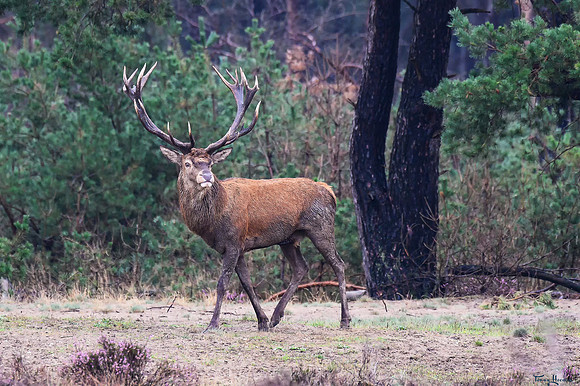 hogeveluwe_TH_09025