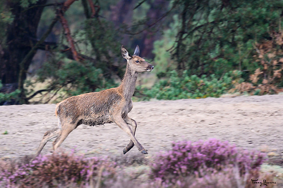 hogeveluwe_TH_09028