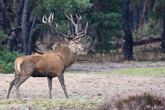hogeveluwe_TH_09029