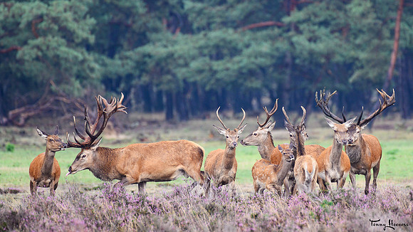 hogeveluwe_TH_09030