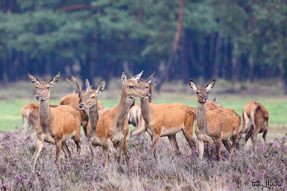 hogeveluwe_TH_09031