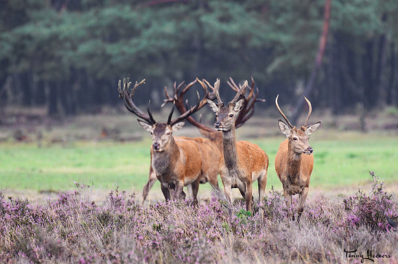 hogeveluwe_TH_09032