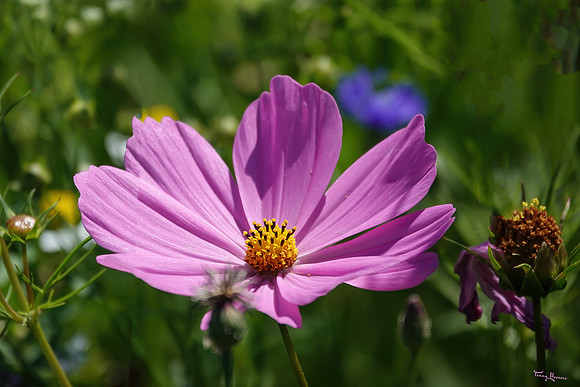 bloemetjes_TH_1393