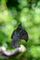 thornspic_TH_0997