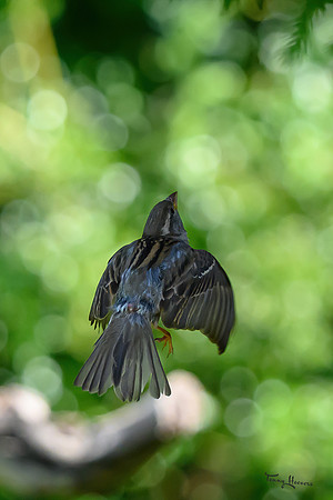 thornspic_TH_0997