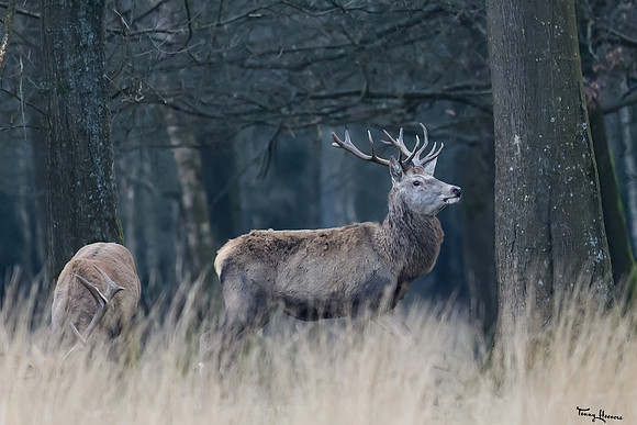 hogeveluwe_TH_0295