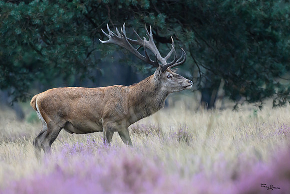 hogeveluwe_TH_1501
