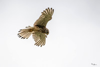 rondje_scoot_TH_1069
