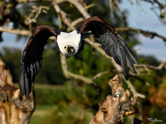 valk_roofvogels_TH_1773