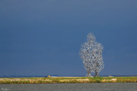 lelystad_TH_09362