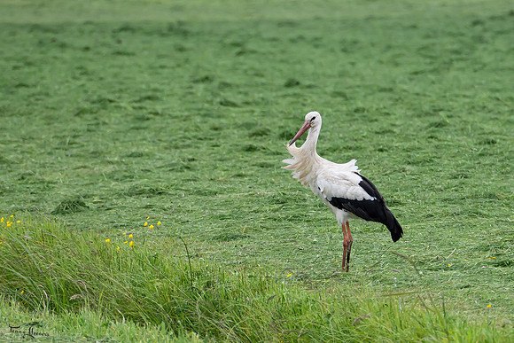 rondje_lingezegen_TH_0906